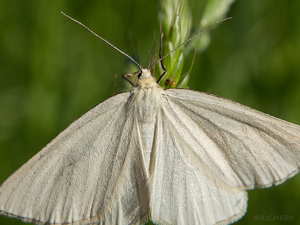 FALTER WEISS HARTHEU-SPANNER Siona lineata 2 1000px.jpg